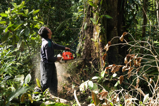 Tree Care Services