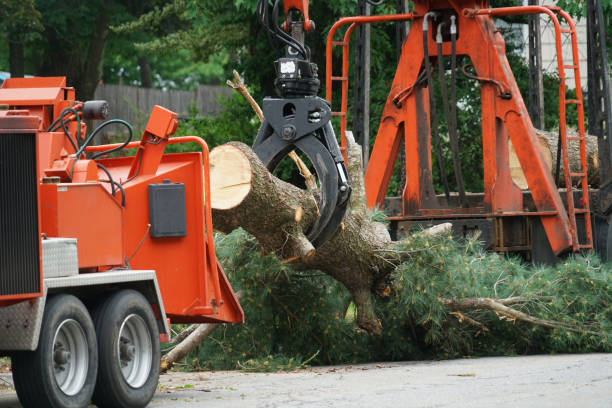 How Our Tree Care Process Works  in  Nashville, MI